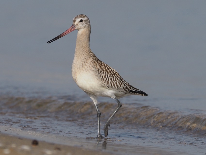 Pittima minore  (Limosa lapponica)